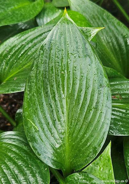 Hosta Devon Green C1,5
