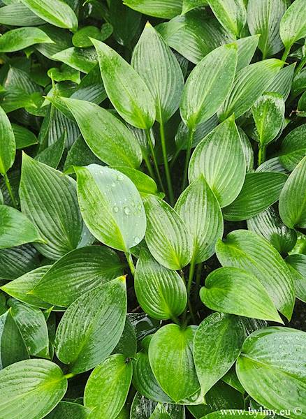 Hosta Devon Green C1,5