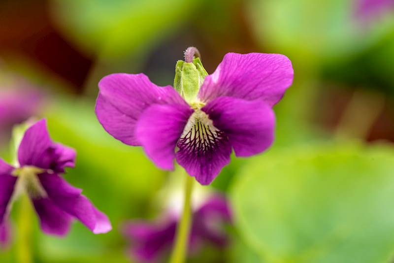 Viola sororia Red Cloud p11