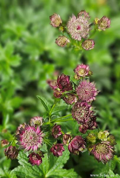 Astrantia major Red Button ® p11