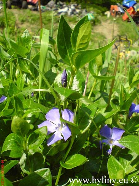 Vinca major C1,5