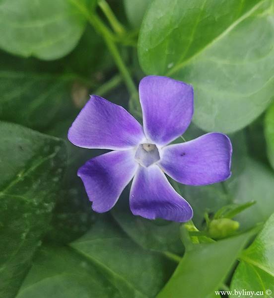 Vinca major C1,5