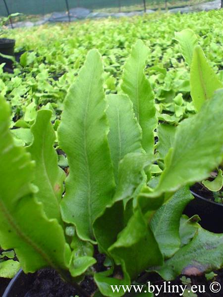 Phyllitis scolopendrium p9