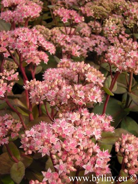 Sedum spectabile Matrona p11