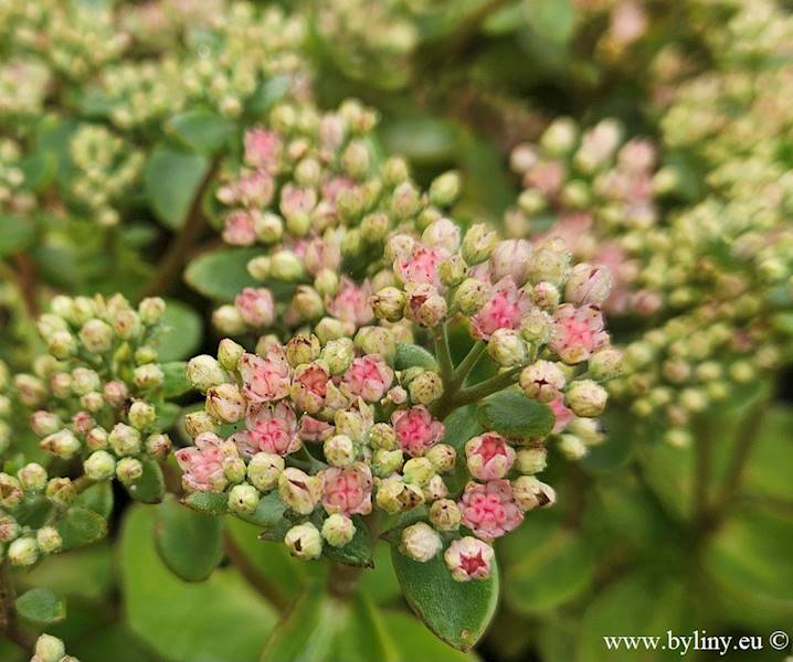 Sedum spectabile Matrona p11