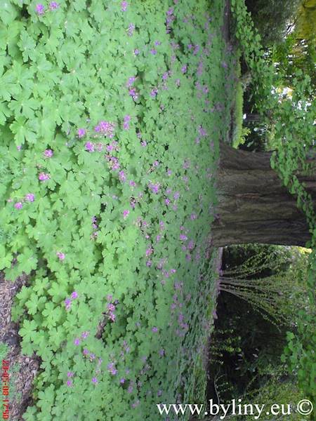Geranium macrorrhizum p11