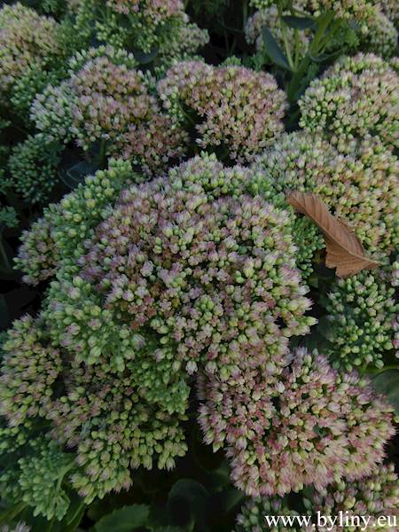 Sedum spectabile Brillant p11