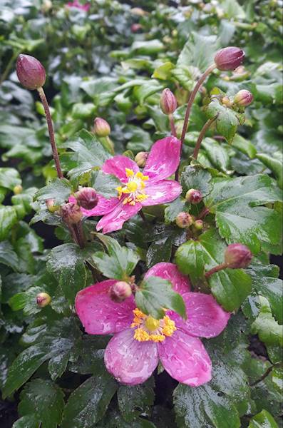 Anemone Summer Breeze Vibrant Pink ® p11