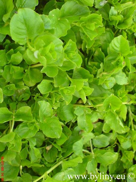Lysimachia nummularia p11