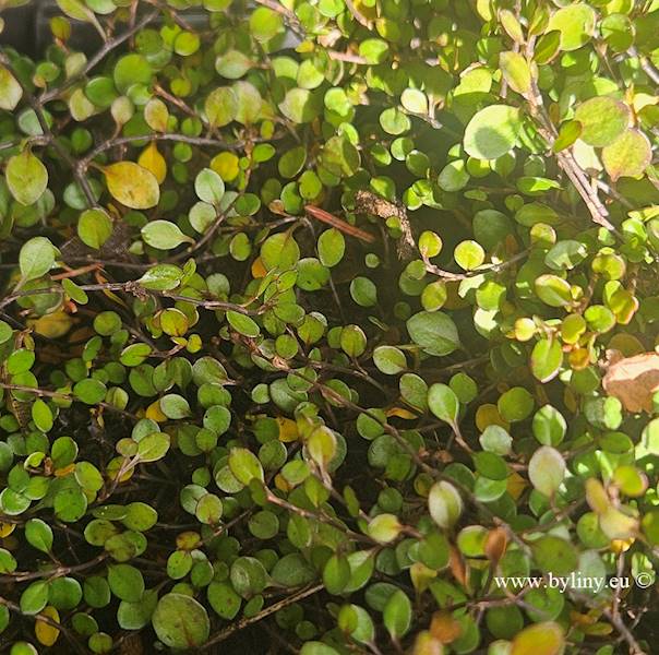 Muehlenbeckia axillaris ‘Nana’ p11