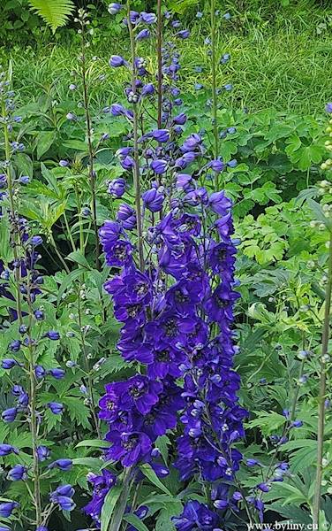 Delphinium x hybrida Magic Fountain Dark Blue C1,5