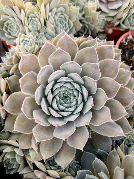 Sempervivum hybridum Aquila p11