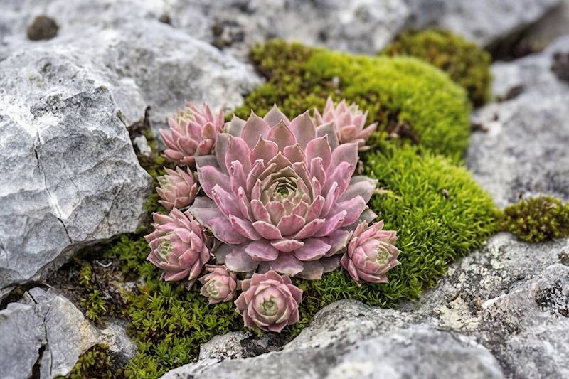 Sempervivum hybridum Capricorn p11