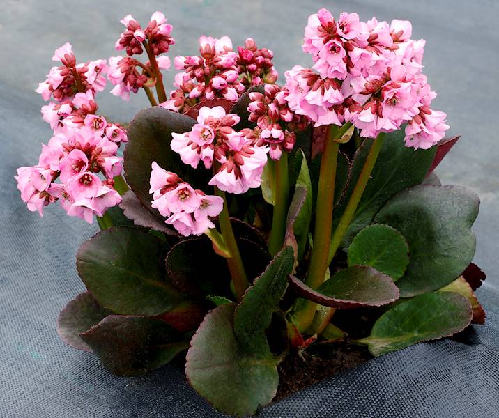 Bergenia x hybrida Vintage Blush ® C1,5