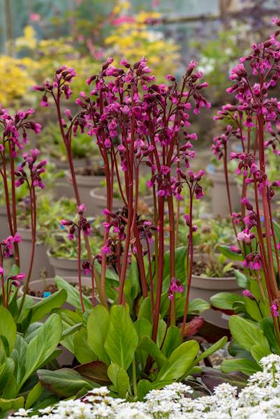 Bergenia hybrida Wintermarchen C1,5