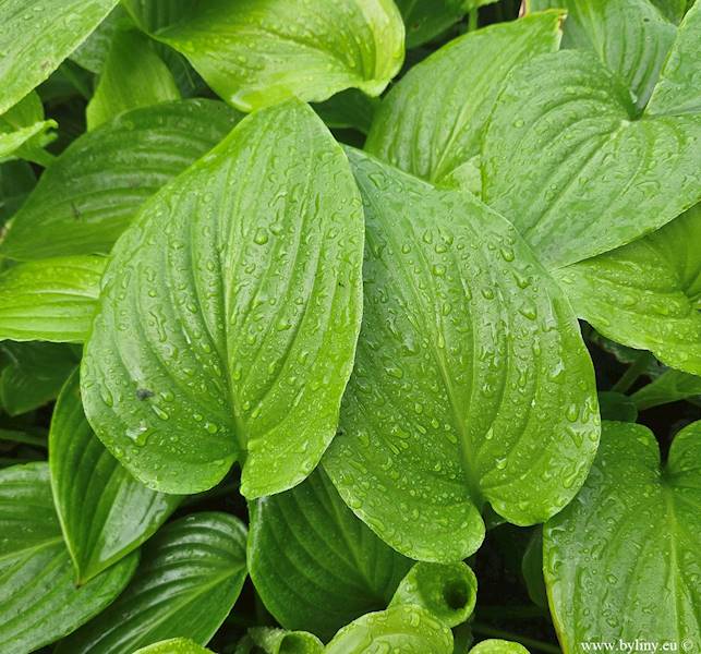 Hosta hybrida Venus C1,5