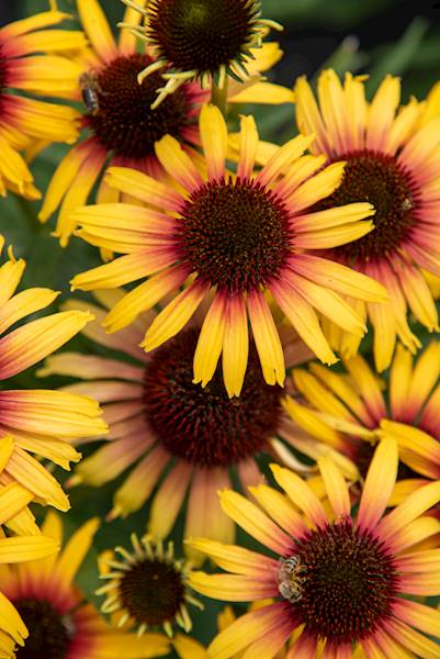 Echinacea hybrida Parrot C1,5