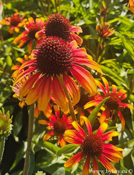 Echinacea hybrida Parrot C1,5