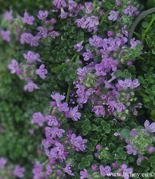 Thymus praecox Minor p9