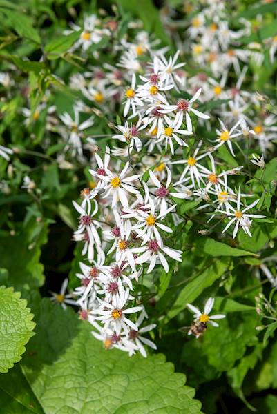 Aster divaricatus Eastern Star C1,5