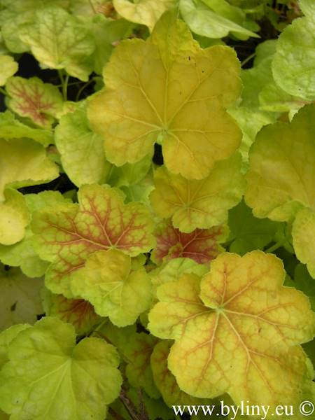 Heuchera World Caffe Romano ® C2