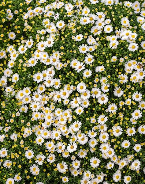 Aster dumosus Schneekissen C2