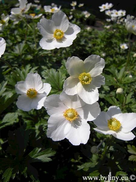 Anemone sylvestris p11