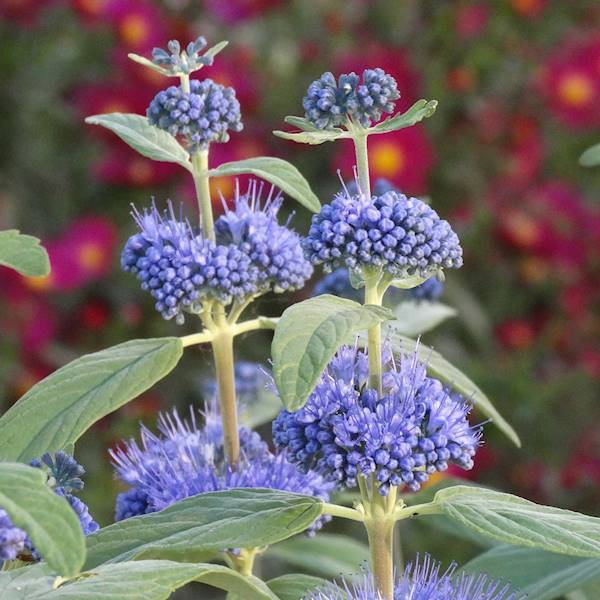 Caryopteris x cladonensis Dark Knight C3