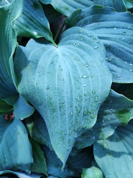 Hosta sieboldiana Diamond Lake ® C3