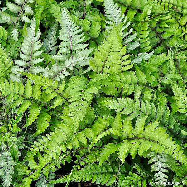 Athyrium nipponicum Apple Court C1,5