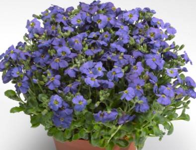 Aubrietta Audrey Purple Shades C1,5