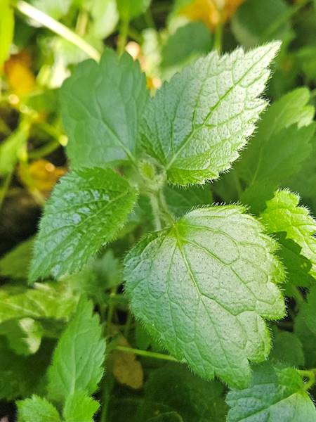 Lamium galeobdolon C1,5