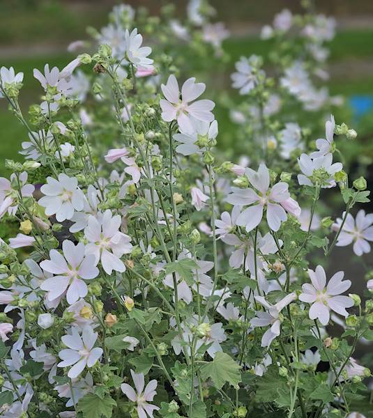 Lavatera hybrida White Angel C3