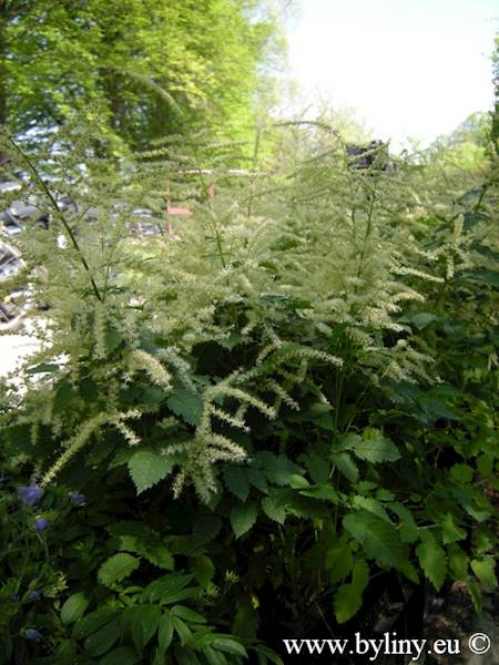 Aruncus Misty Lace ®  p11