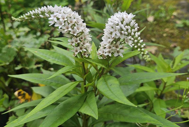 Lysimachia cletroides C1,5