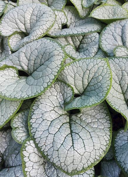Brunnera macrophylla Silver Heart ® C1,5