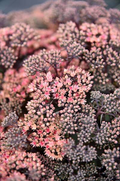 Sedum hybridum Globe Pink ® C1,5