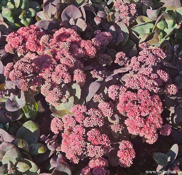 Sedum hybridum Globe Pink ® C1,5