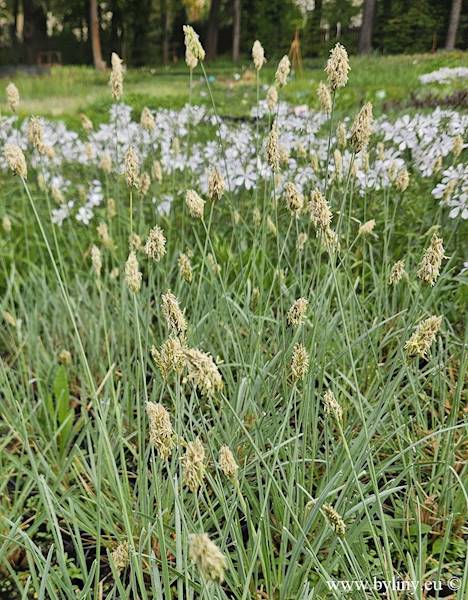 Sesleria nitida C1,5