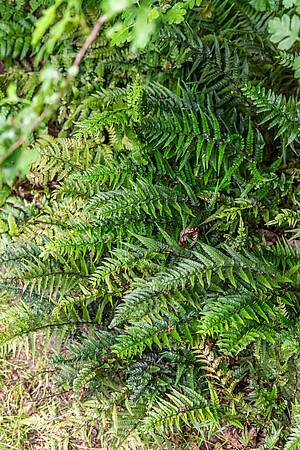 Polystichum rigens p11