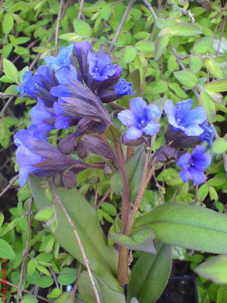 Pulmonaria angustifolia Blue Ensign p11