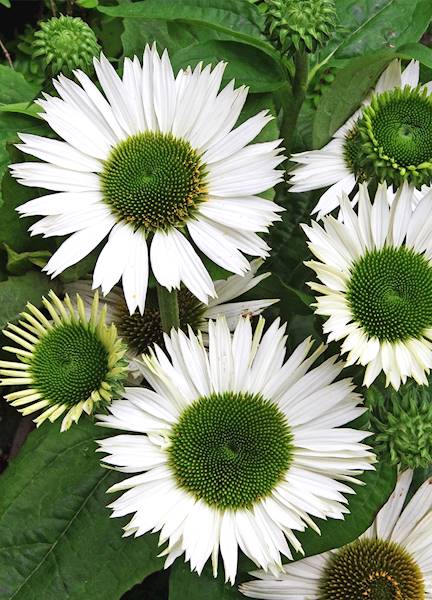 Echinacea purpurea Virgin C1,5