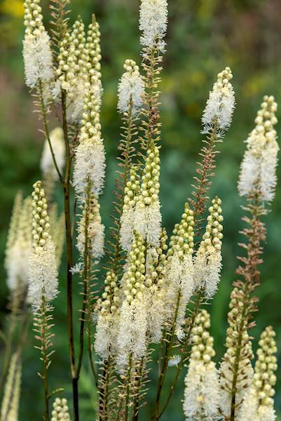 Actaea cordifolia Blickfang C1,5