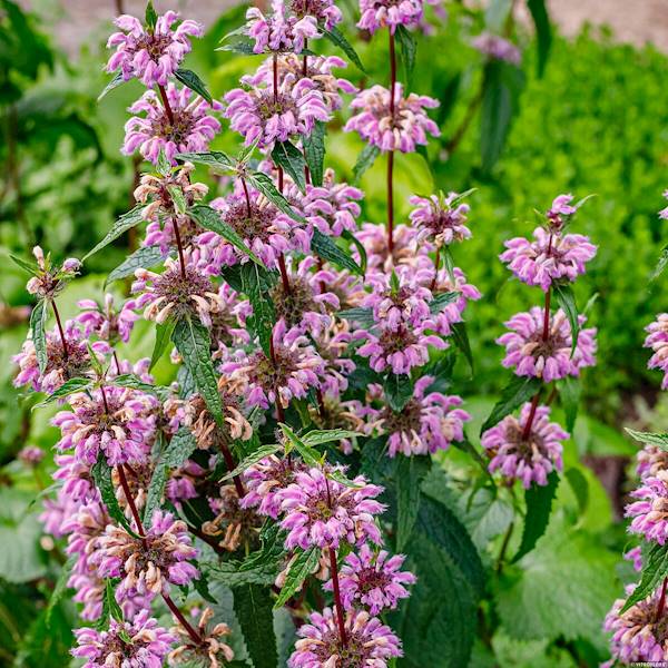 Phlomis tuberosa Bronze Flamingo C1,5