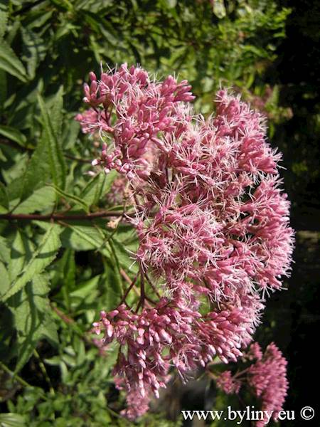 Eupatorium maculatum Atropurpureum C1,5