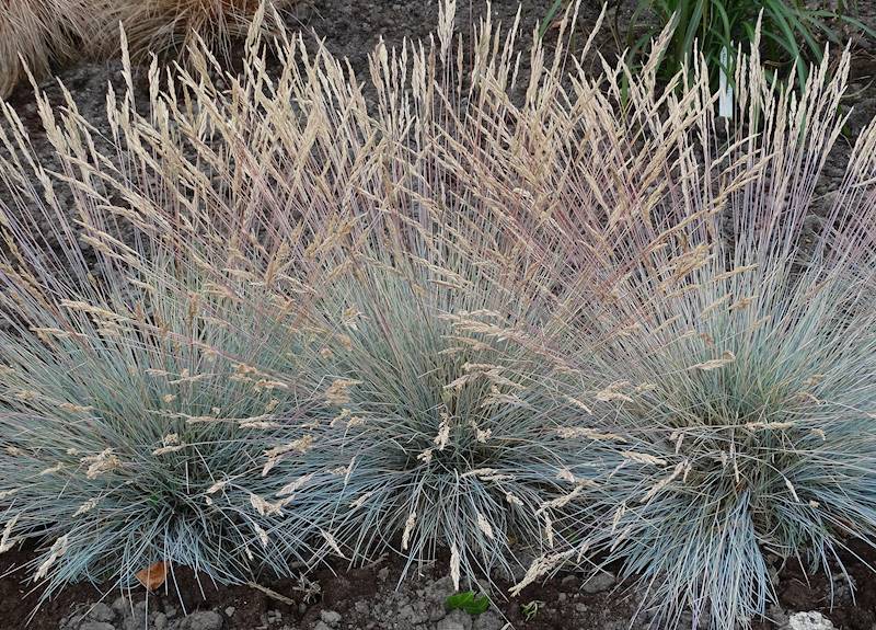 Festuca glauca p9 