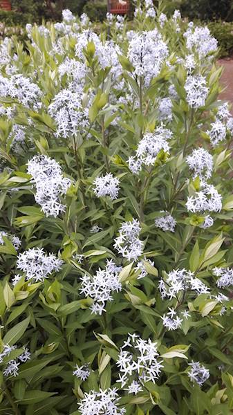 Amsonia Blue Ice C1,5