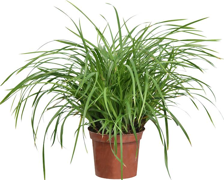 Carex morrowii Irish Green p11