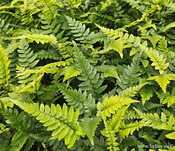 Polystichum biaristatum p11