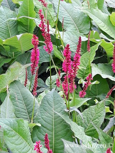 Persicaria amplexicaule Speciosa C1,5